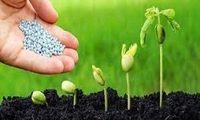  توزیع بیش از ۶۷ هزار تن کود شیمیایی در آذربایجان‌غربی